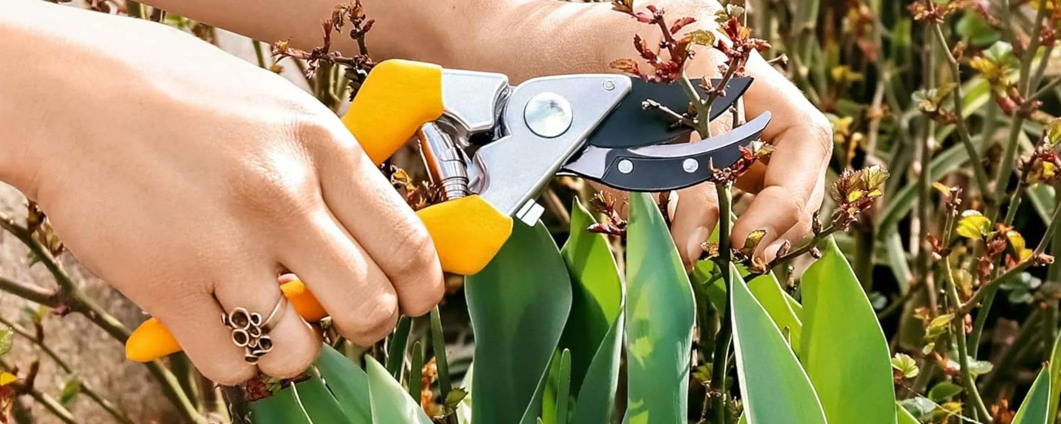 Queste fantastiche forbici per potatura costano soltanto 10€ su Amazon
