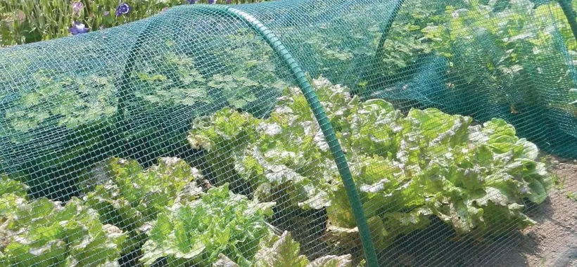 Proteggi orto e piante con questa RETE ANTIGRANDINE in offerta