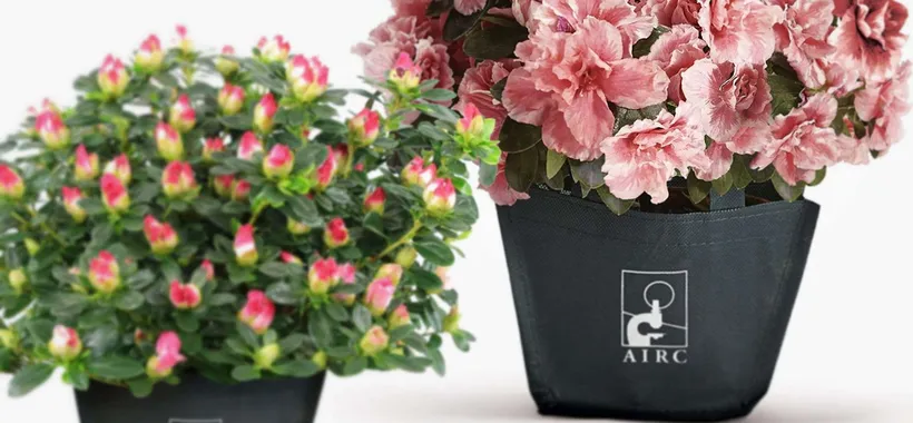 Azalea della ricerca: niente piazze, va su Amazon