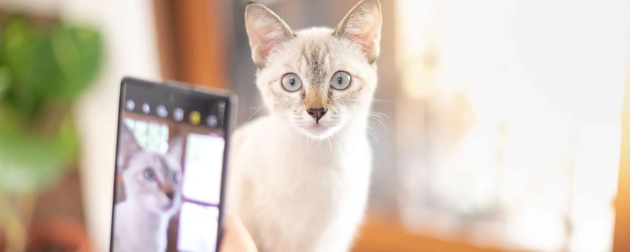 Basterà una foto per sapere come sta il proprio animale: la nuova funzione di Samsung