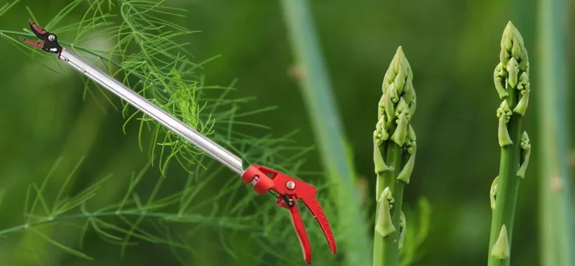 Raccogli asparagi? Allora questo DEVI averlo, non ne farai più a meno (17€)
